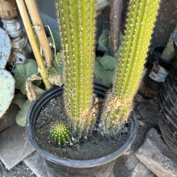 Cactus