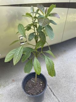 Grafted Avocado 