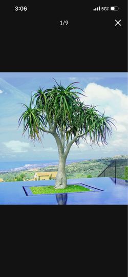 Hercules Aloe Tree Rooted Xeriscape Dry Scape Drought Tolerant Succulent Plant Plants Garden