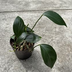 Rhaphidophora Decursiva Slit Leaves Rare Collectors Plant 🪴 6” Pot