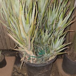Huge Aloe Plant For Sale
