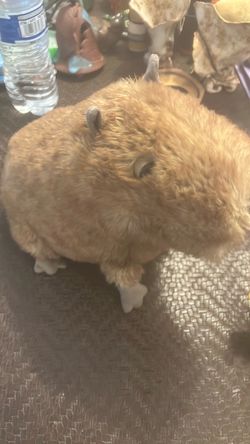 JELLYCAT Clyde Capybara Stuffed Animal, 9.5 inches  Capybara Plush Toy