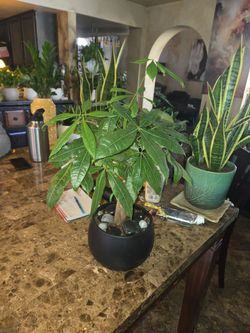 Two ft tall Money Tree plant in new 8in wide pot with polished stones