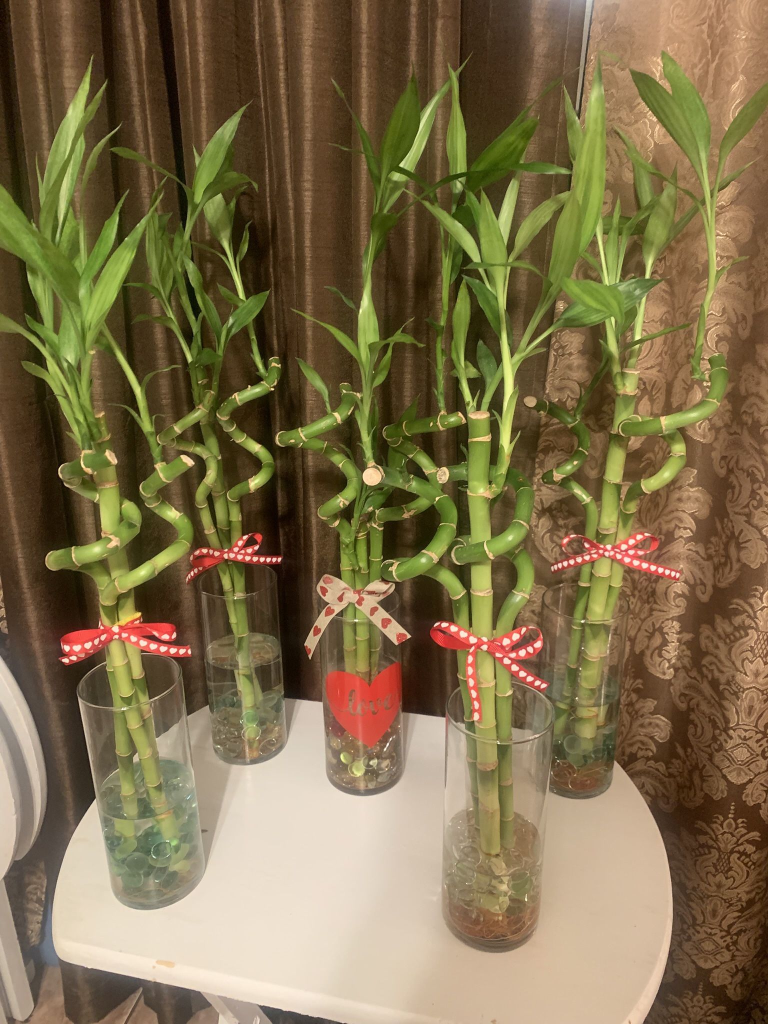 Lucky Bamboo Plants