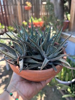 Succulent plant