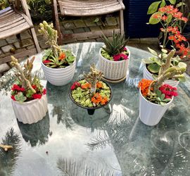 Succulent/ Cactus Plantings: 5” X 5”, 4” X 6”-$10 Each