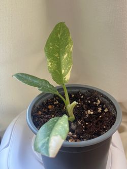 Philodendron ring of fire plant