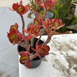 Una Succulents 