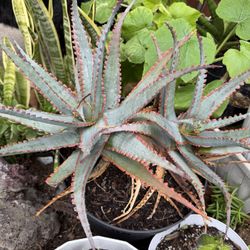 Octopus Aloe plants 