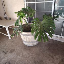 Planta Para Adentro Con Todo Y Maceta
