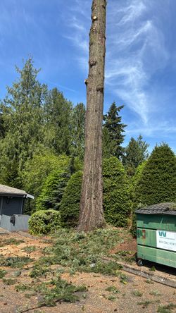 Free firewood