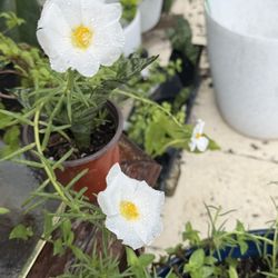 White Flower Moss Rose Plant 5$