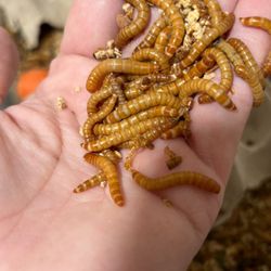 Live mealworms