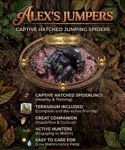 Jumping Spiders for Adoption