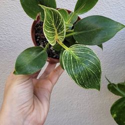 Philodendron Burlington 4”
