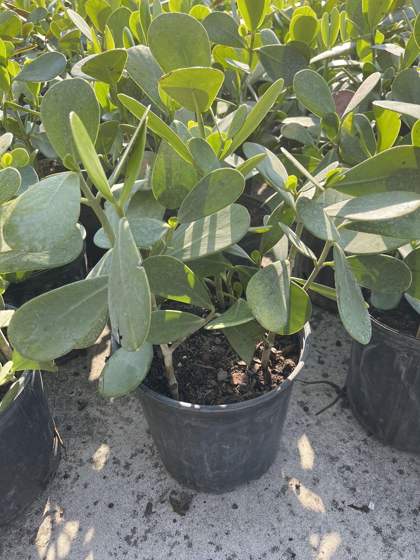 Clusias 3-Gallons For $5 Each