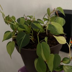 different plants for sale