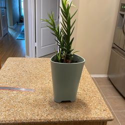 Live Succulent Potted Plant