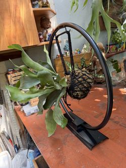 Metal Gong Holder With Staghorn Fern Kokedama