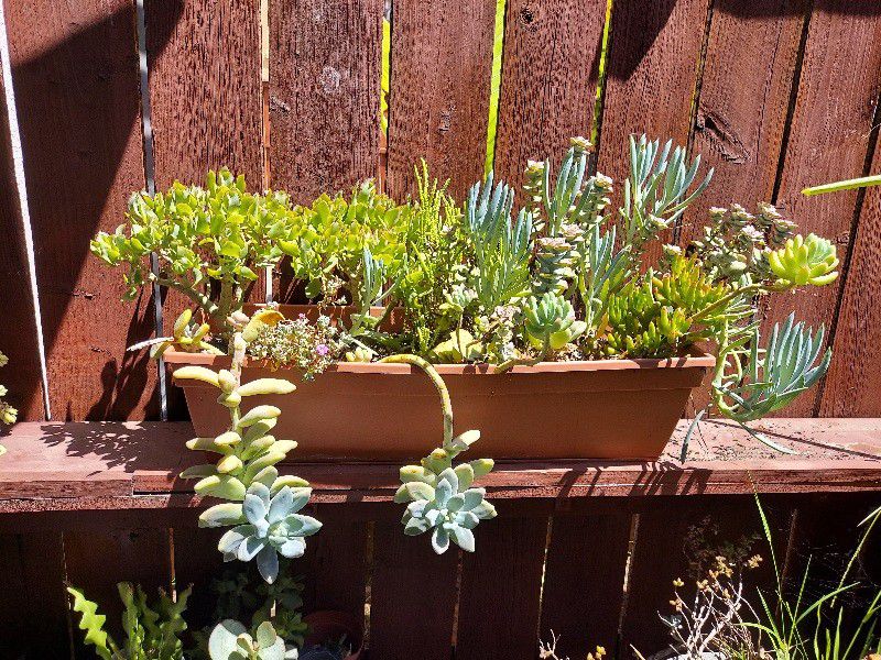 A Planter Full Of Various Succulents