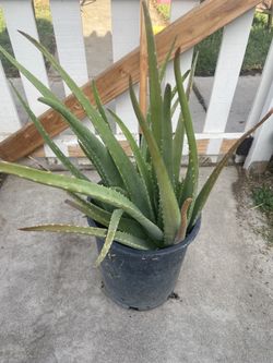 Plantas 🪴 Sábilas