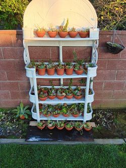 Succulent arrangements