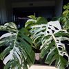 DC.C PLANTAS