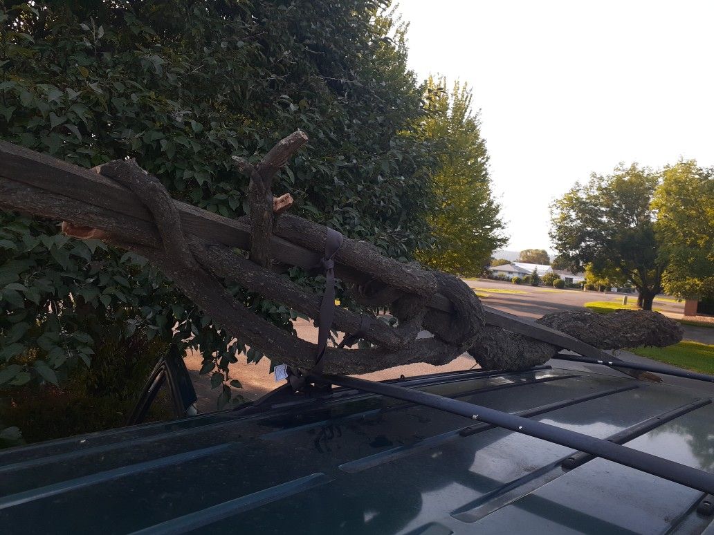 Landscape Uncommon Oak Root Took Off Up Into Tree