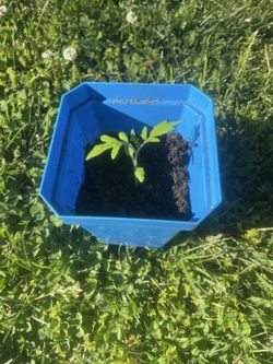 Healthy Tomato Plant Starter 🍅
