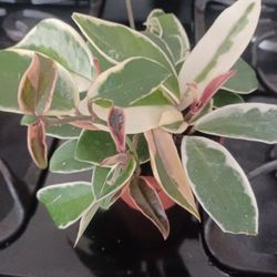 Hoya Crimson Queen In 4" Pot