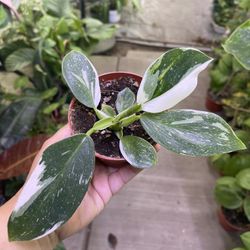 4” White Princess Philodendron