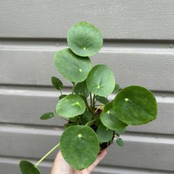 4” pilea money plant