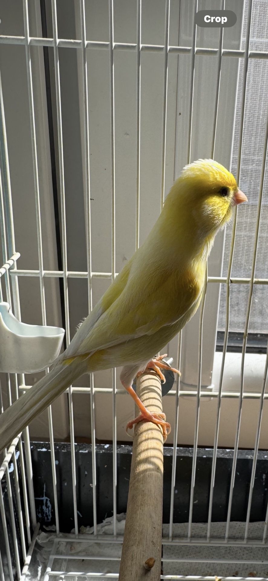 Canary Cage