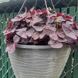 Red Oxalis 