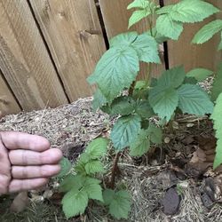 Raspberry Plant