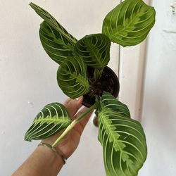Lemon lime maranta