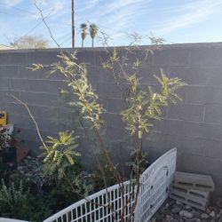 15 Gallon Mesquite Tree 