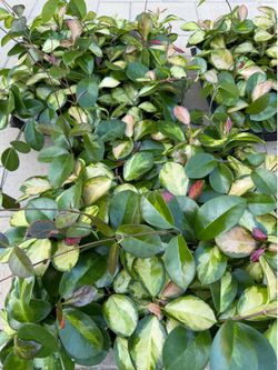 Hoya Australis Lisa