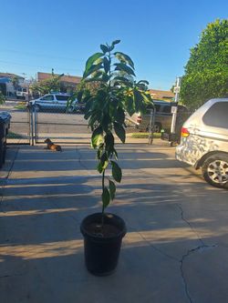 Arbol De Aguacate Hass
