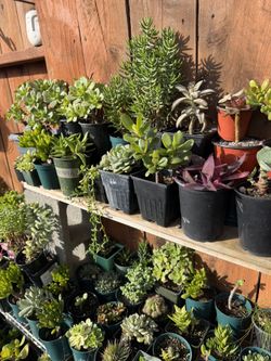 Succulents