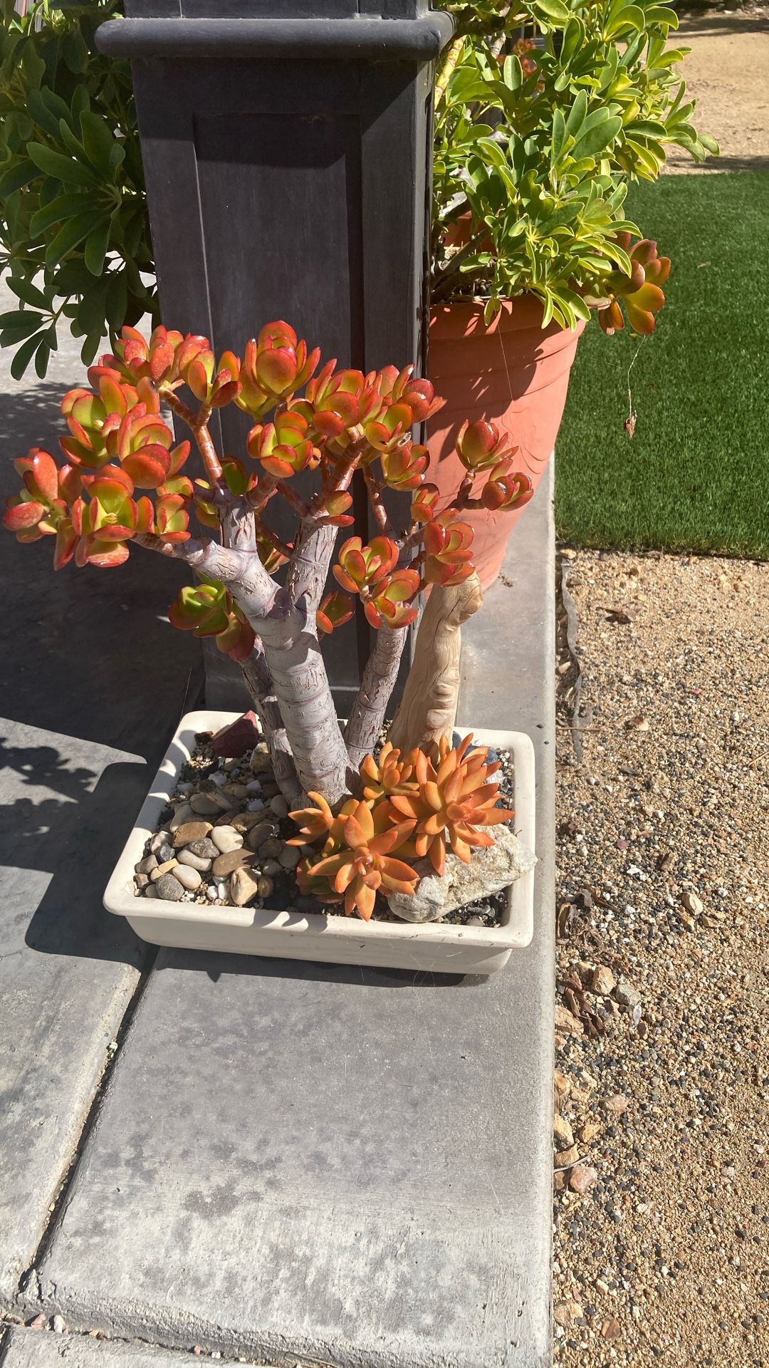 Succulents In White Pot
