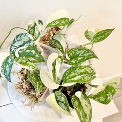 Scindapsus Mayari Variegated Plant