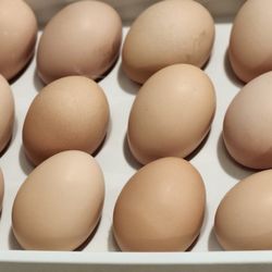 Fresh Organic Eggs
