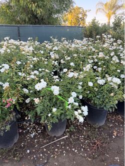 White ice berg roses 15 gallons
