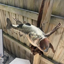 Large Largemouth Bass Taxidermy Mount w/ Driftwood – Trophy Display
