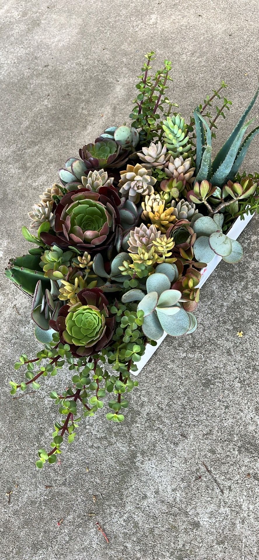 Big box of succulent cuttings