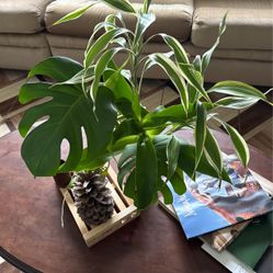 Fully Rooted Monstera , With Variegated Bamboo And Other 