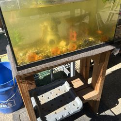10 Gallon Aquarium  And Stand Decor 