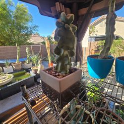 Totem pole cactus ( OBESE)  with a pot