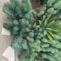 Tall And Mature Green Chalk sticks (cuttings)